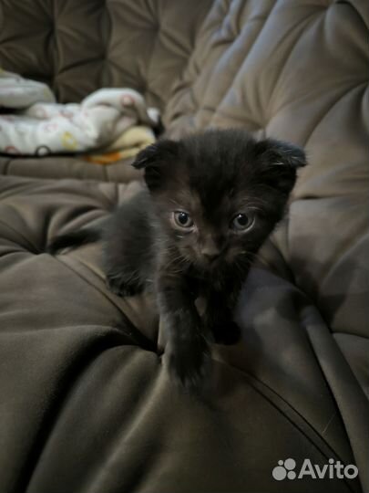 Шотландский вислоухий котенок