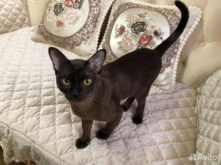 Бурманский кот на вязку