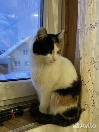 Кошки в добрые руки