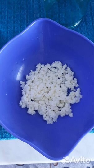 Чайный гриб (комбуча), тибетский (кефирный) гриб