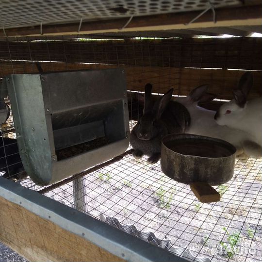 Бункерная кормушка для кроликов