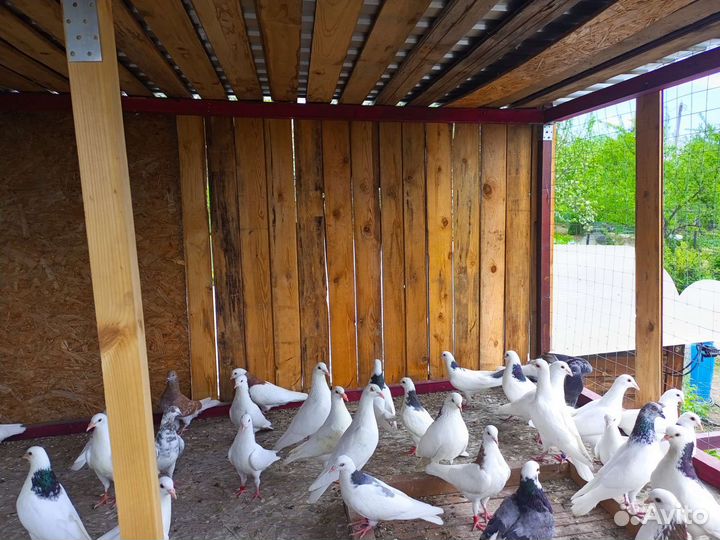 Продажа голубей