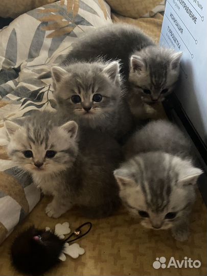 Британские котята