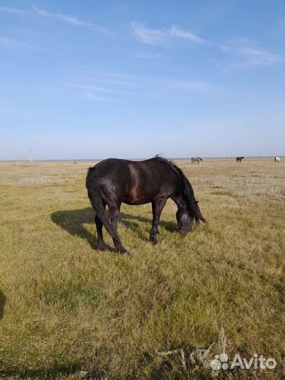 Продам жеребца