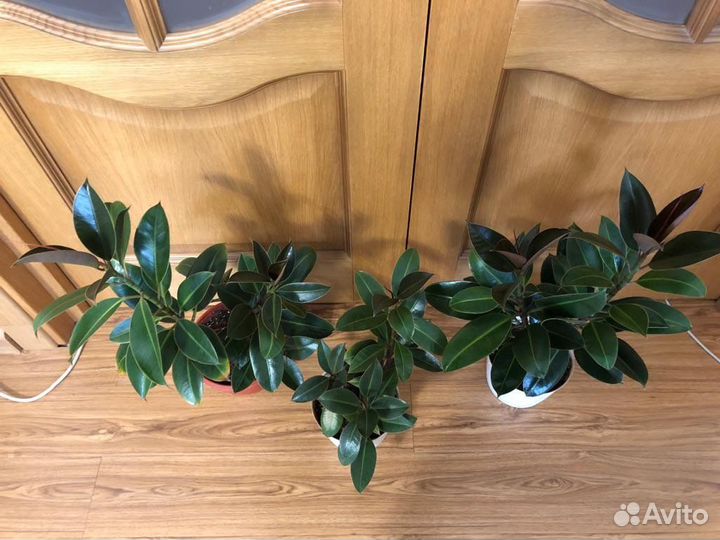 Фикус Эластика Тинеке Мелани