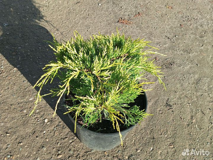 Можжевельник