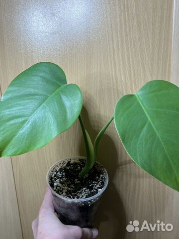 Монстера деликатесная борзига