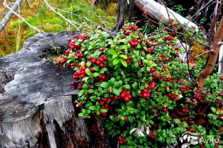 Брусника, клюква садовая