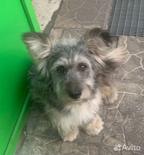 Маленькая собака в добрые руки