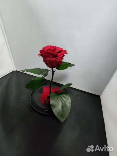 Роза в колбе оптом