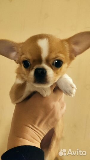 Девочка чихуахуа