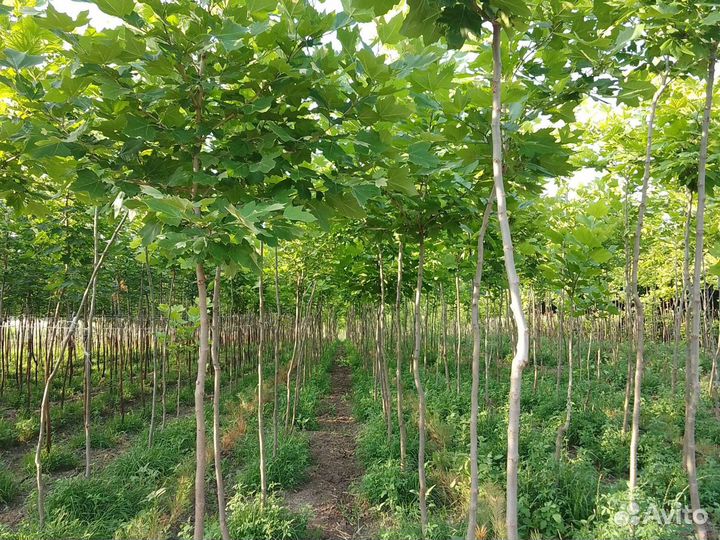 Платан кленолистный рябина тополь акация