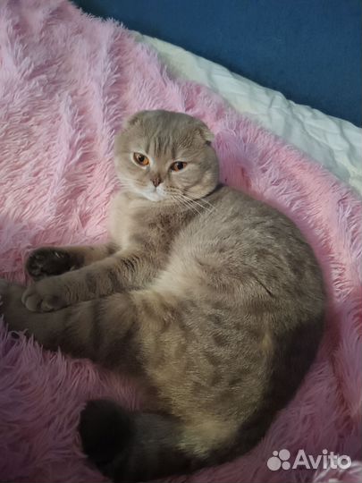 Шотландский кот на вязку