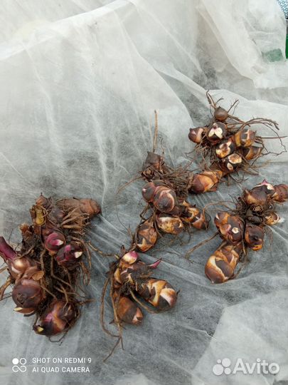 Растения уличные