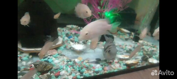 Аквариумные рыбки