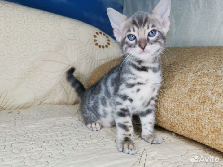 Бенгальская