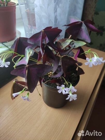 Кислица фиолетовая(оксалис)