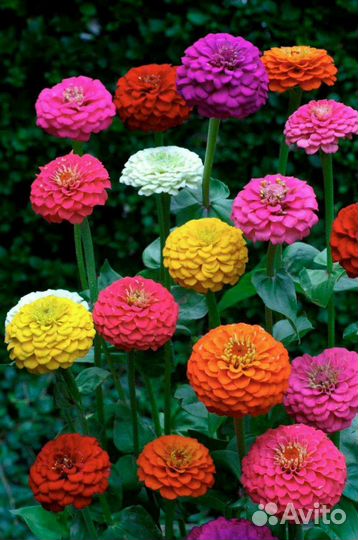Цинии, Астры, Бархатцы, Календула семена