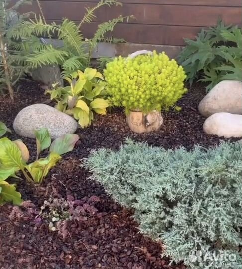 Седум Лемон коралл