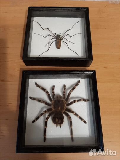 Жуки, бабочки в рамке