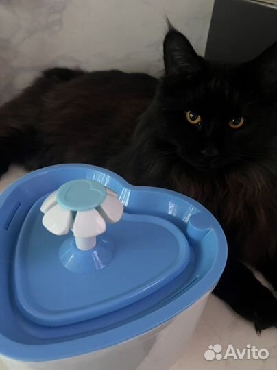 Фонтанчик для кошек