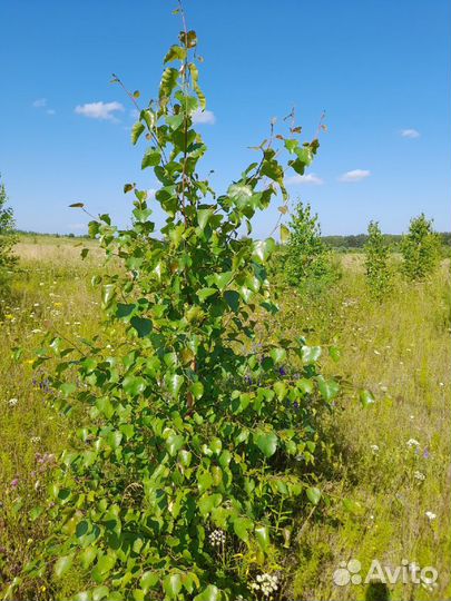 Саженцы березы, осины