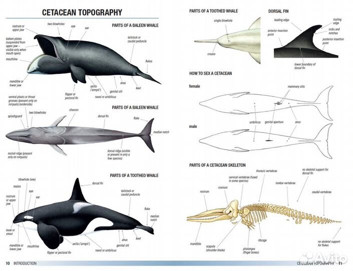 Mark Carwardine: Field Guide to Whales, Dolphins
