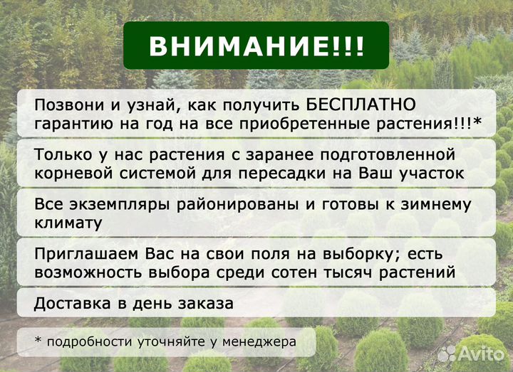 Ель голубая артикул М-85