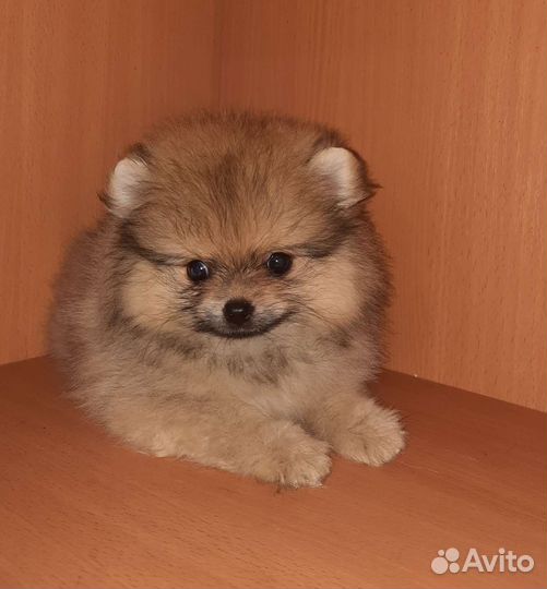 Шпиц миниатюрный щенки