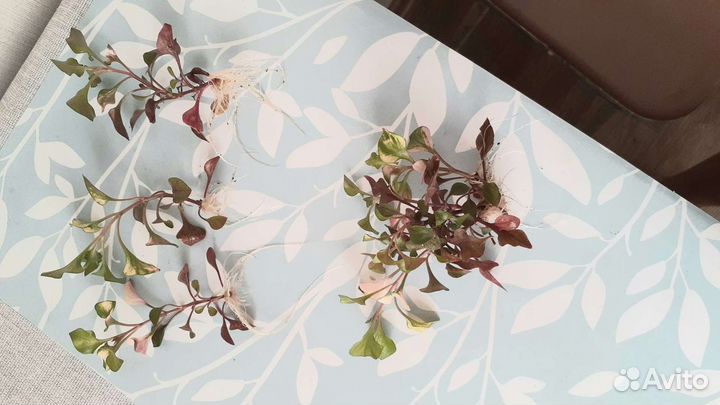 Альтернатера