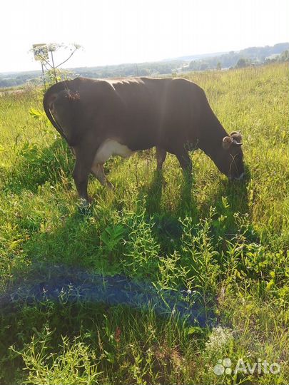 Корова дойная