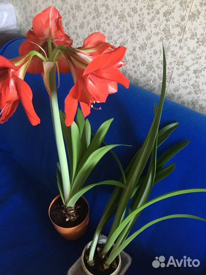 Гиппиаструм