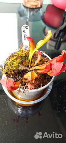 Саррацения