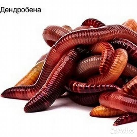 Червь дендробена для рыбалки
