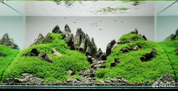 Оформление аквариума, запуск, обслуживание