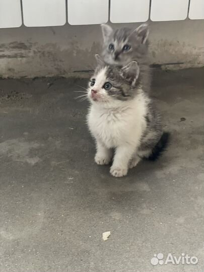Сибирская кошка