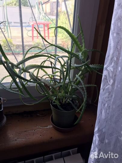 Алоэ столетник