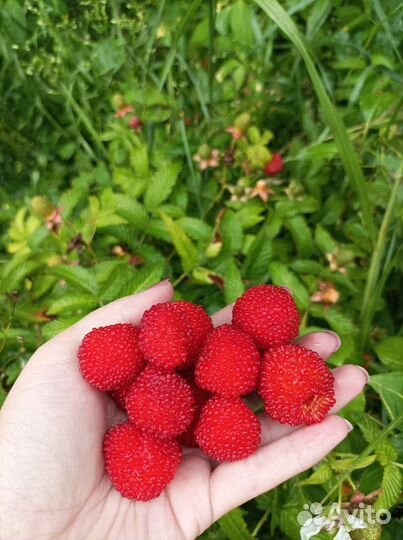 Тибетская малина саженцы