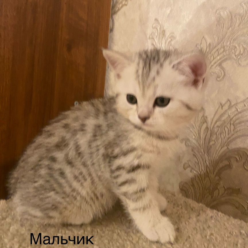 Шотландские котята