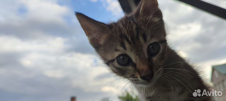 Котенок ищет дом