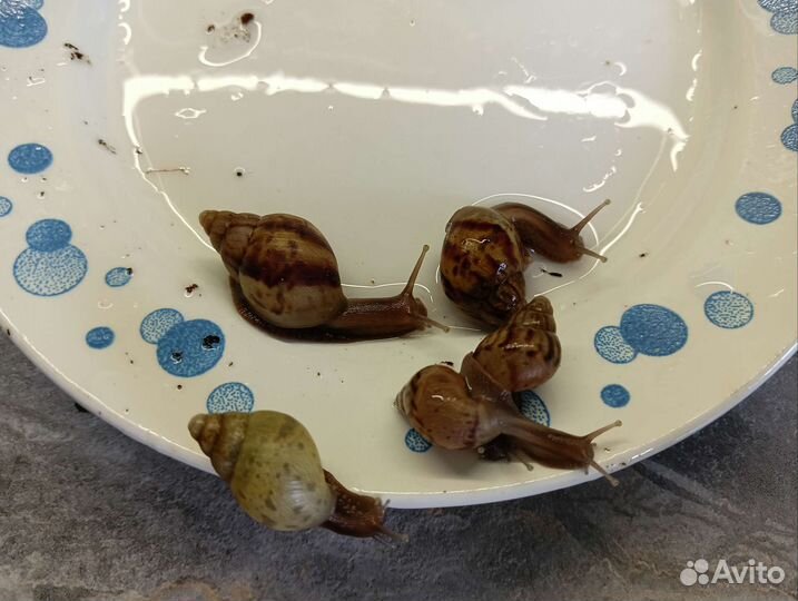 Улитки ахатины