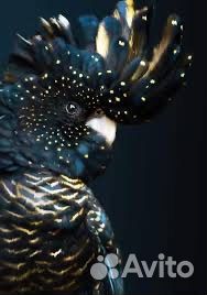 Траурный Какаду Бэнкса