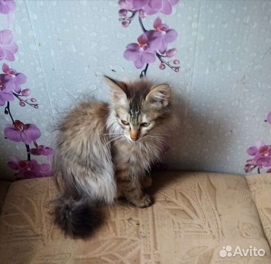 Курильский бобтейл