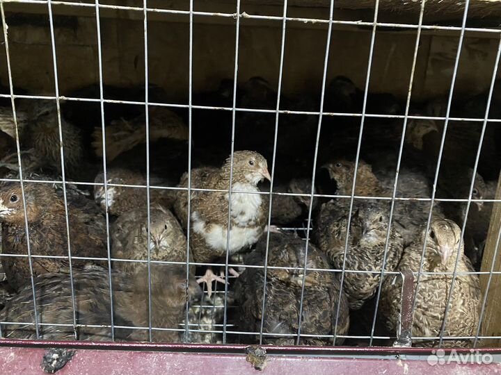 Инкубационное яйцо, перепела разного возраста