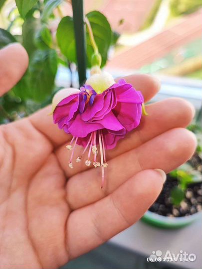 Сортовая Фуксия