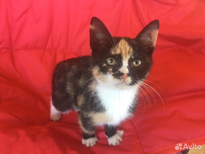 Комочки счастья в добрые руки