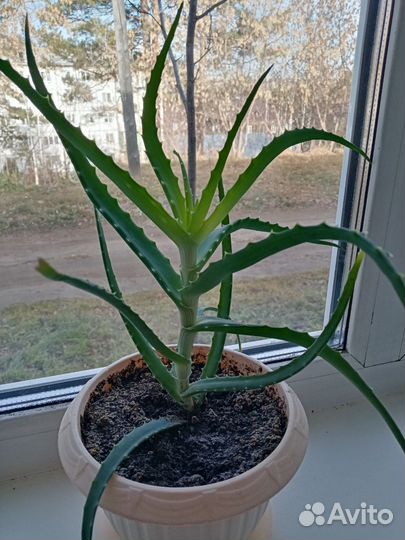 Алоэ лечебный