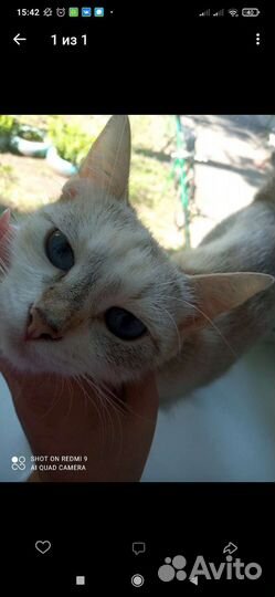 Кошка в дар бесплатно