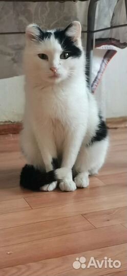 Котейка