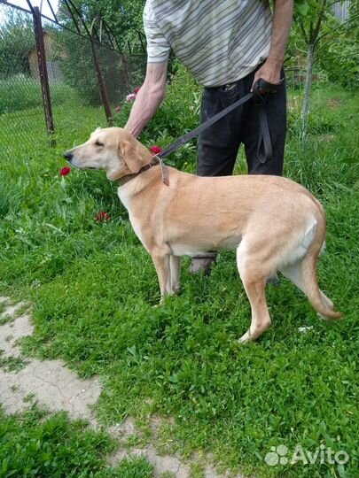 Щенки русской гончей